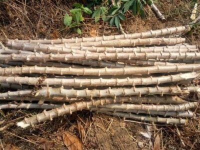 TME 419 Cassava stems