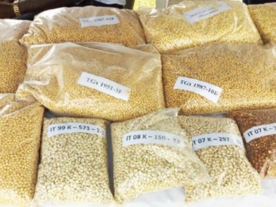 Yellow and white maize